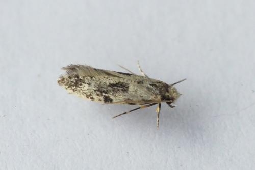 Réf. 206 943 : Nemapogon variatella